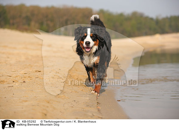 laufender Berner Sennenhund / walking Bernese Mountain Dog / KB-05292