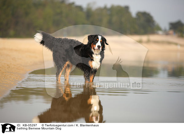 badender Berner Sennenhund / bathing Bernese Mountain Dog / KB-05297