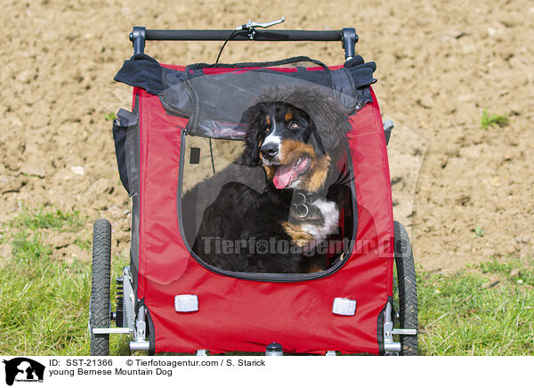 young Bernese Mountain Dog / SST-21366