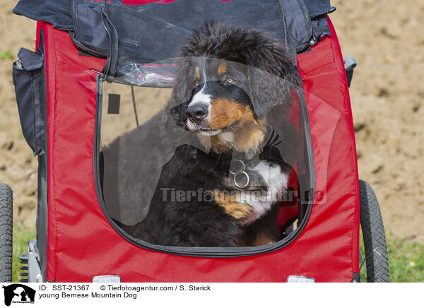 young Bernese Mountain Dog / SST-21367
