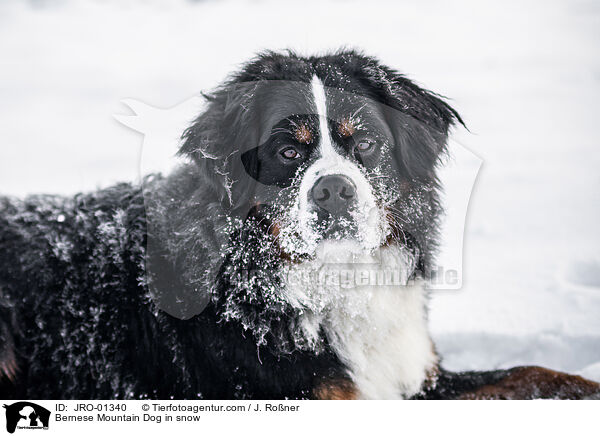 Bernese Mountain Dog in snow / JRO-01340