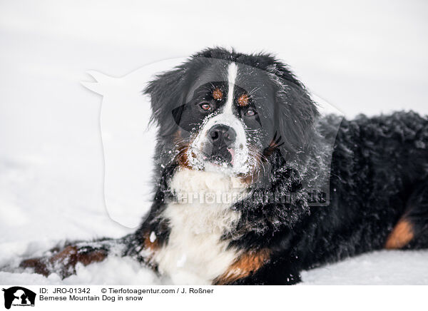 Bernese Mountain Dog in snow / JRO-01342