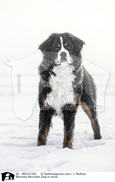 Bernese Mountain Dog in snow / JRO-01343