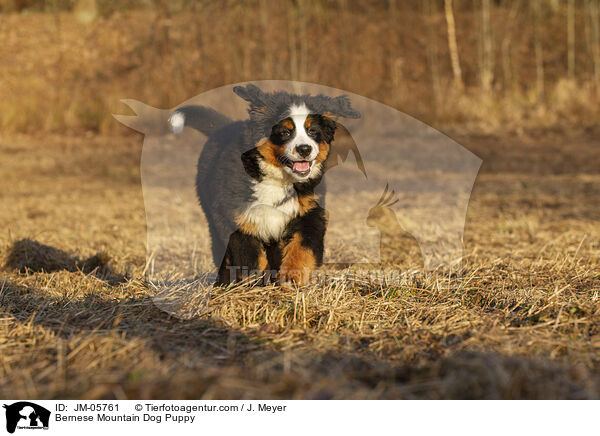 Bernese Mountain Dog Puppy / JM-05761