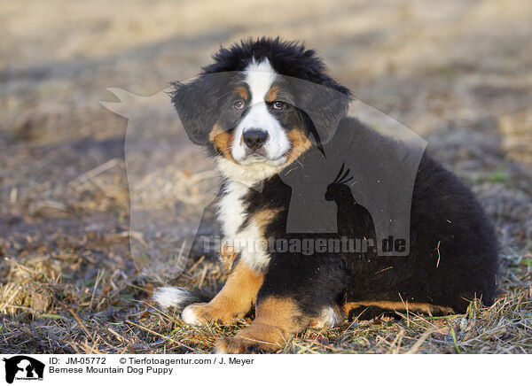 Bernese Mountain Dog Puppy / JM-05772