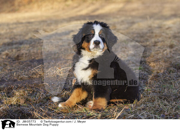 Berner Sennenhund Welpe / Bernese Mountain Dog Puppy / JM-05773