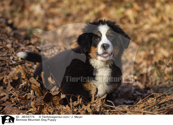 Bernese Mountain Dog Puppy / JM-05774