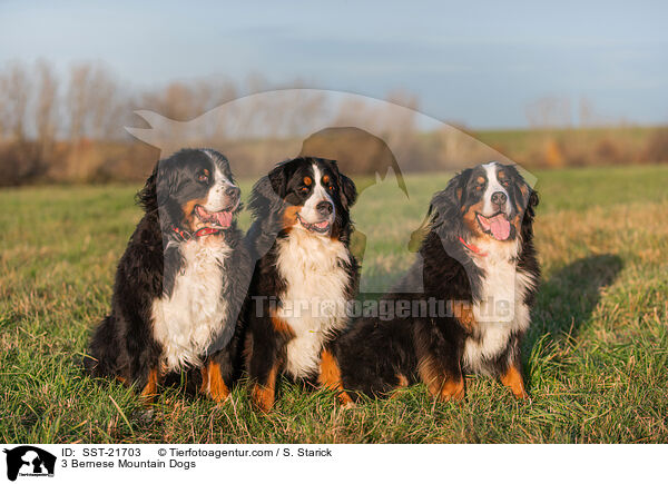 3 Bernese Mountain Dogs / SST-21703