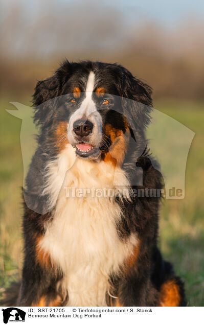 Berner Sennenhund Portrait / Bernese Mountain Dog Portrait / SST-21705