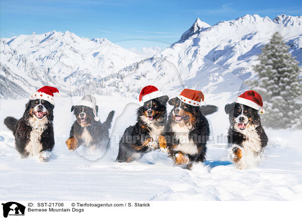 Bernese Mountain Dogs / SST-21706