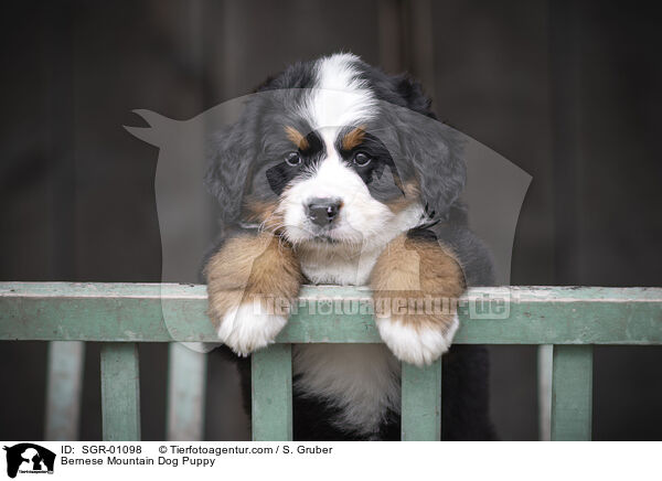 Bernese Mountain Dog Puppy / SGR-01098