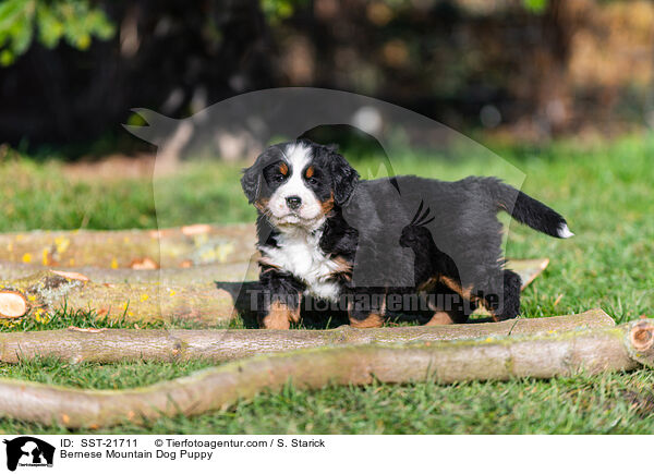 Berner Sennenhund Welpe / Bernese Mountain Dog Puppy / SST-21711