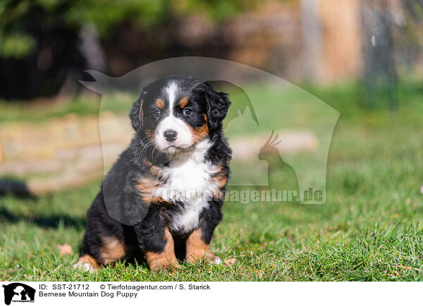 Berner Sennenhund Welpe / Bernese Mountain Dog Puppy / SST-21712