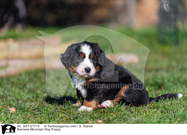 Berner Sennenhund Welpe / Bernese Mountain Dog Puppy / SST-21713