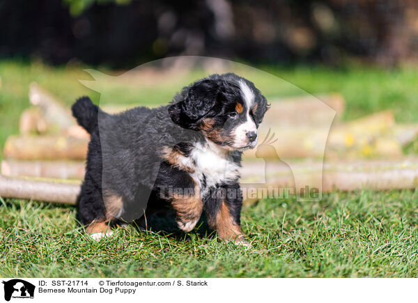 Berner Sennenhund Welpe / Bernese Mountain Dog Puppy / SST-21714