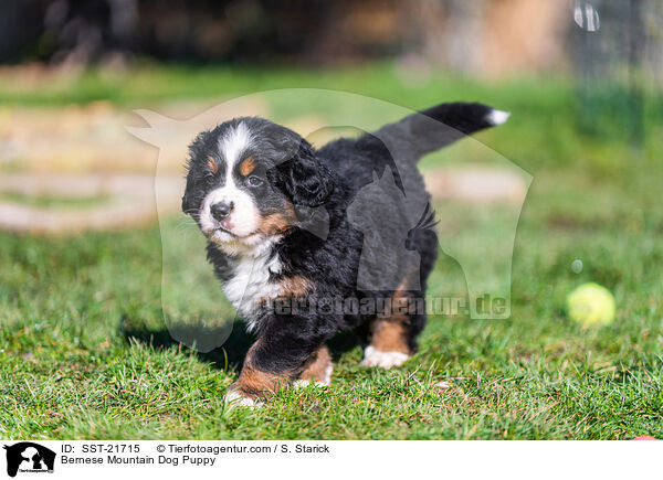 Berner Sennenhund Welpe / Bernese Mountain Dog Puppy / SST-21715