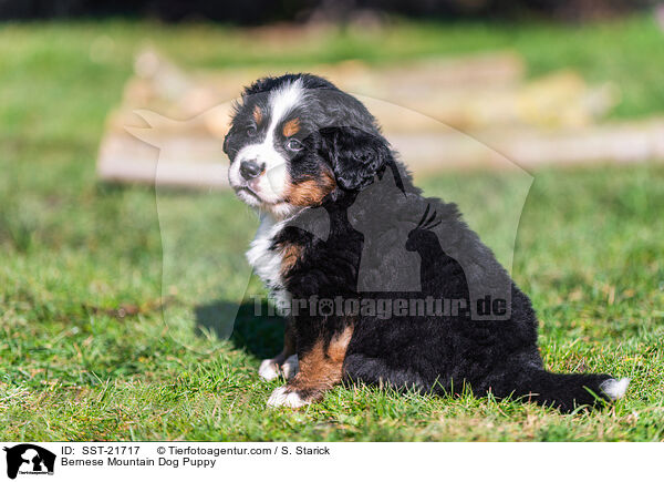 Berner Sennenhund Welpe / Bernese Mountain Dog Puppy / SST-21717