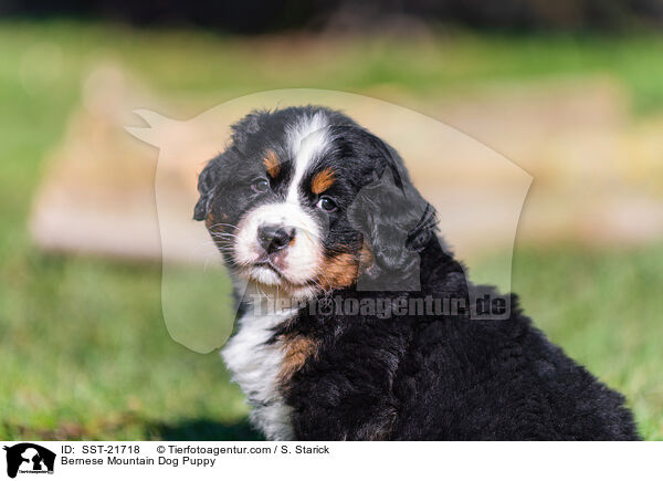 Berner Sennenhund Welpe / Bernese Mountain Dog Puppy / SST-21718