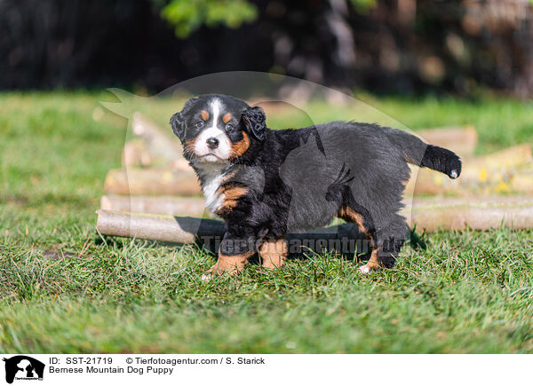 Berner Sennenhund Welpe / Bernese Mountain Dog Puppy / SST-21719