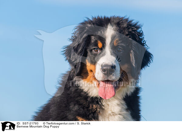 Bernese Mountain Dog Puppy / SST-21793
