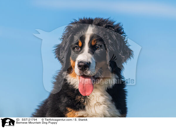 Berner Sennenhund Welpe / Bernese Mountain Dog Puppy / SST-21794
