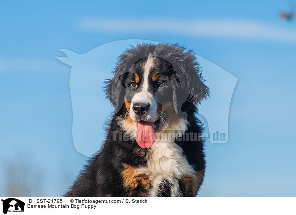 Bernese Mountain Dog Puppy / SST-21795