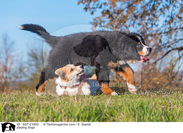 spielende Hunde / playing dogs / SST-21800