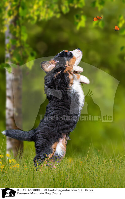 Berner Sennenhund Welpe / Bernese Mountain Dog Puppy / SST-21890