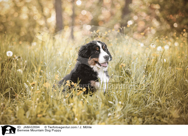 Bernese Mountain Dog Puppy / JAM-02694