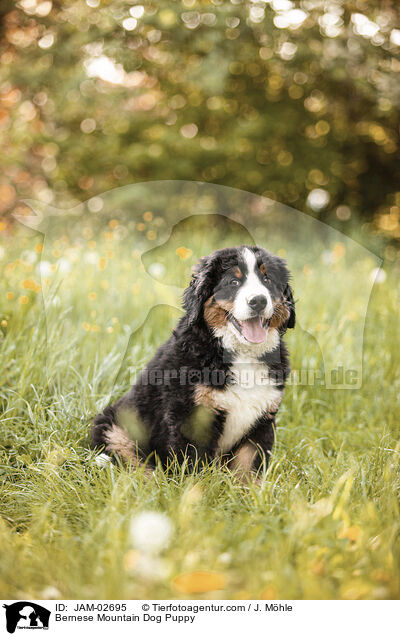 Bernese Mountain Dog Puppy / JAM-02695