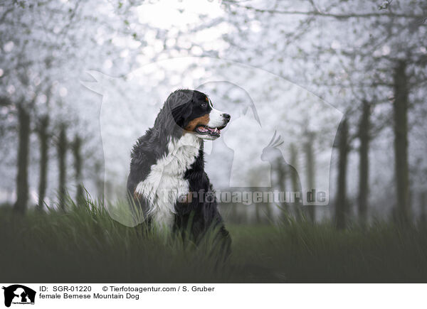 Berner Sennenhund Hndin / female Bernese Mountain Dog / SGR-01220