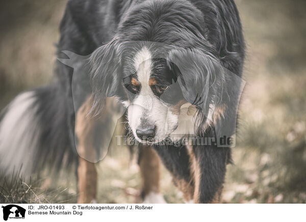 Berner Sennenhund / Bernese Mountain Dog / JRO-01493