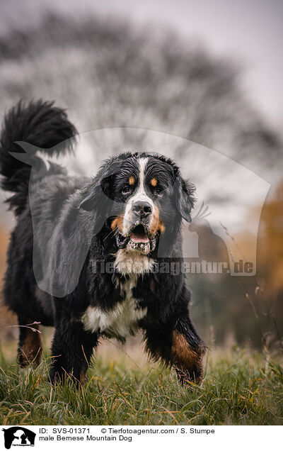 Berner Sennenhund Rde / male Bernese Mountain Dog / SVS-01371