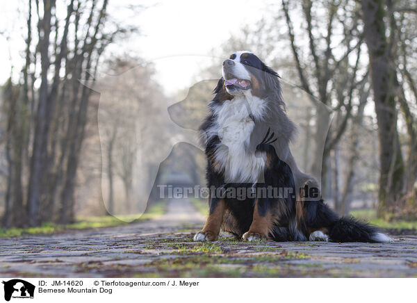 Bernese Mountain Dog / JM-14620