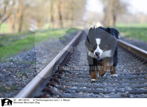 Berner Sennenhund / Bernese Mountain Dog / JM-14633
