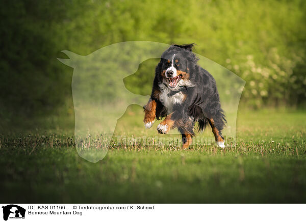 Berner Sennenhund / Bernese Mountain Dog / KAS-01166