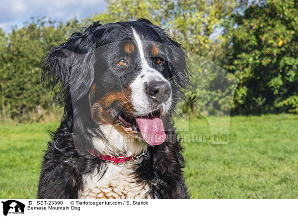 Berner Sennenhund / Bernese Mountain Dog / SST-23390