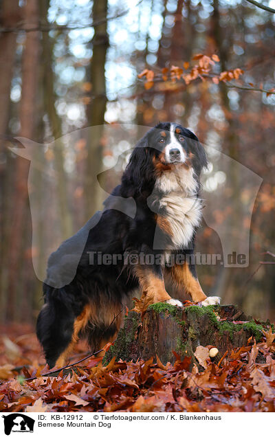 Bernese Mountain Dog / KB-12912