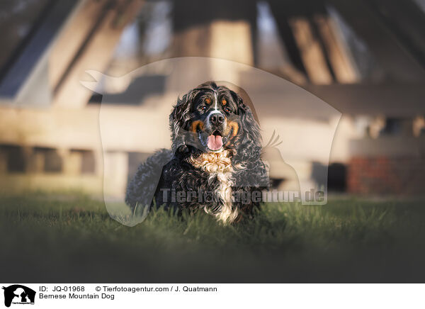 Berner Sennenhund / Bernese Mountain Dog / JQ-01968