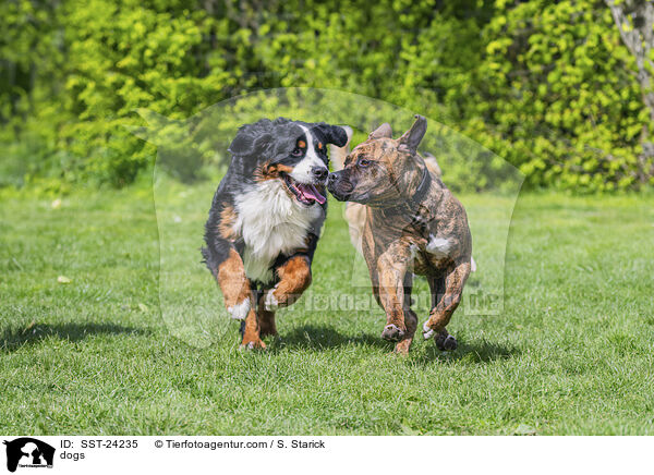 Hunde / dogs / SST-24235