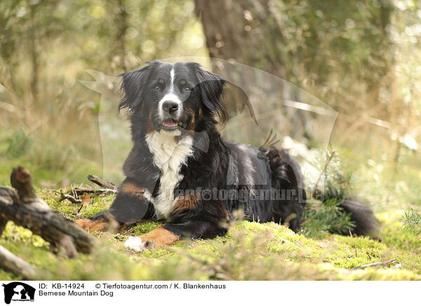 Berner Sennenhund / Bernese Mountain Dog / KB-14924