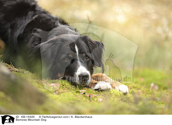 Berner Sennenhund / Bernese Mountain Dog / KB-14926