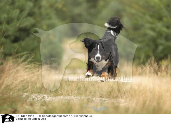 Bernese Mountain Dog / KB-14941