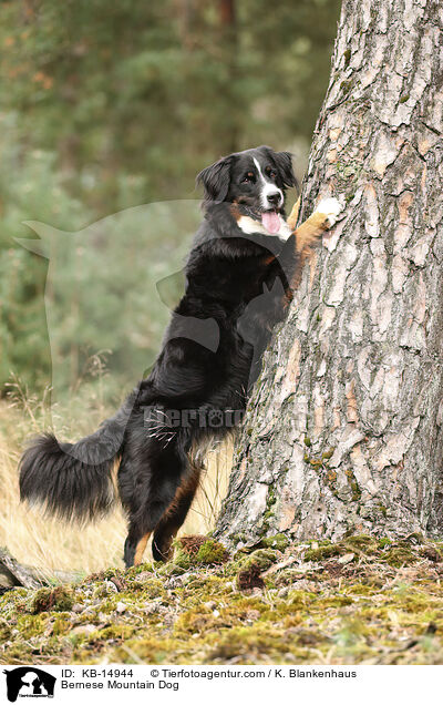 Bernese Mountain Dog / KB-14944