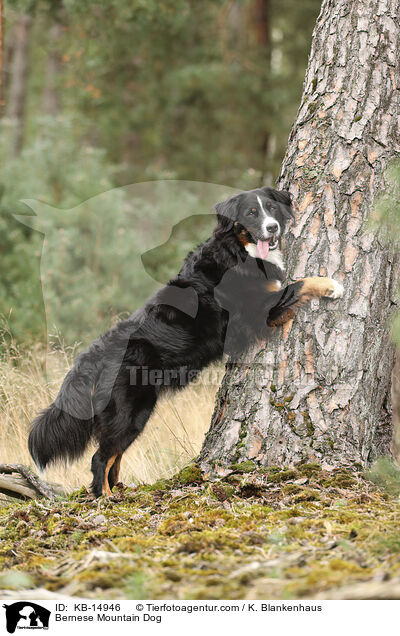 Berner Sennenhund / Bernese Mountain Dog / KB-14946