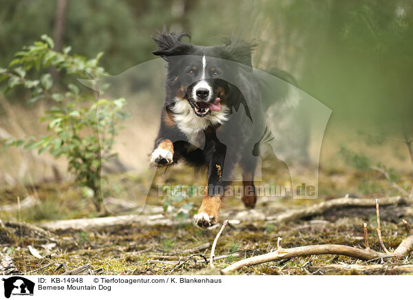 Bernese Mountain Dog / KB-14948