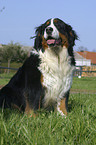 Bernese Mountain dog