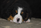 Bernese Mountain Dog Puppy