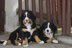 Bernese Mountain Dog Puppy