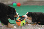 Bernese Mountain Dog Puppy